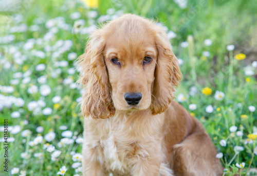 Small cocker spaniel dog with a beautiful blonde hair © Gelpi