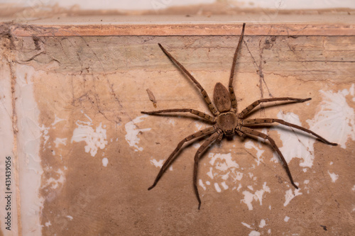 A huge brown spider perched on an old wall. photo