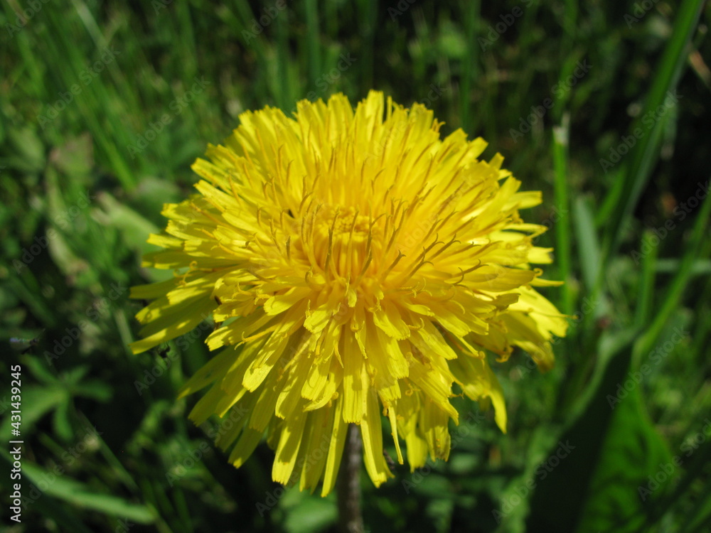 fleur fleur