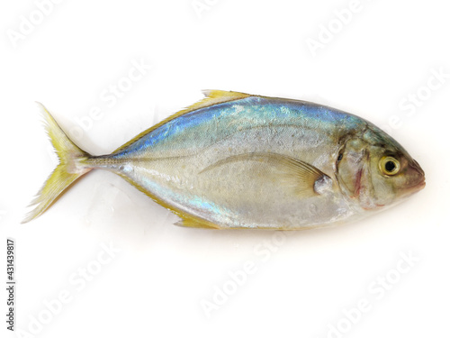 Fresh Malabar Trevally fish Isolated on white Background.Selective focus.Space for text. photo