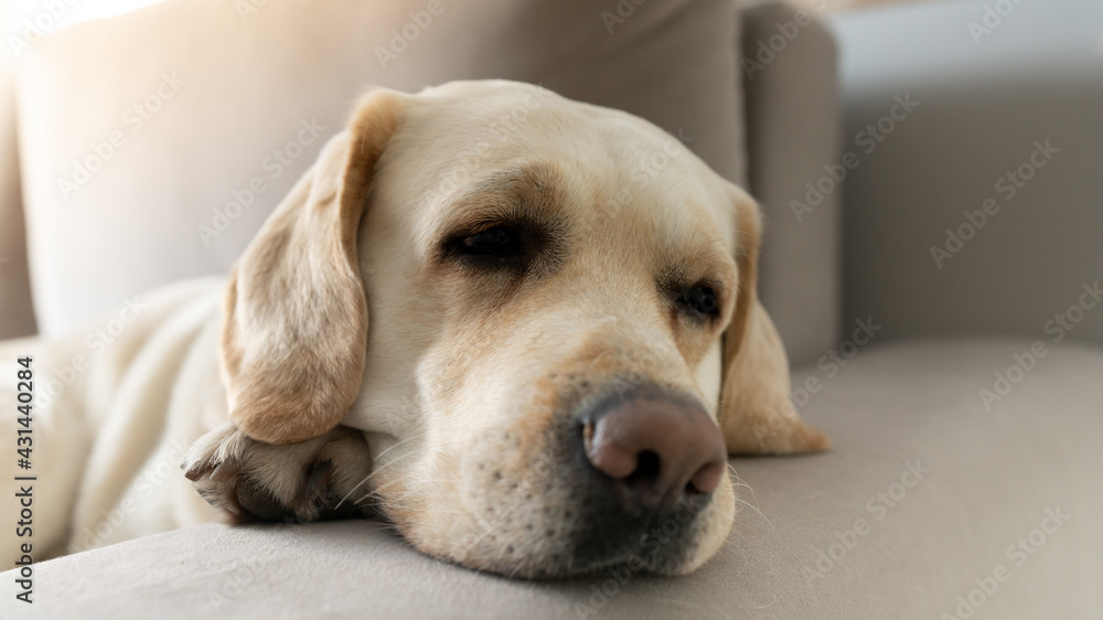 Portrait of a sad labrador dog lies on the couch with his paw under his head