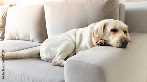 Sad dog labrador lies on the couch with his paw under his head
