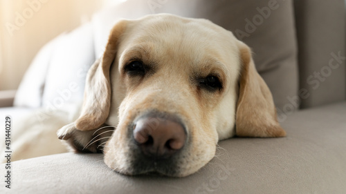 Fototapeta Naklejka Na Ścianę i Meble -  Close up portrait of a sad Labrador dog lying on the sofa with its paw tucked under its head