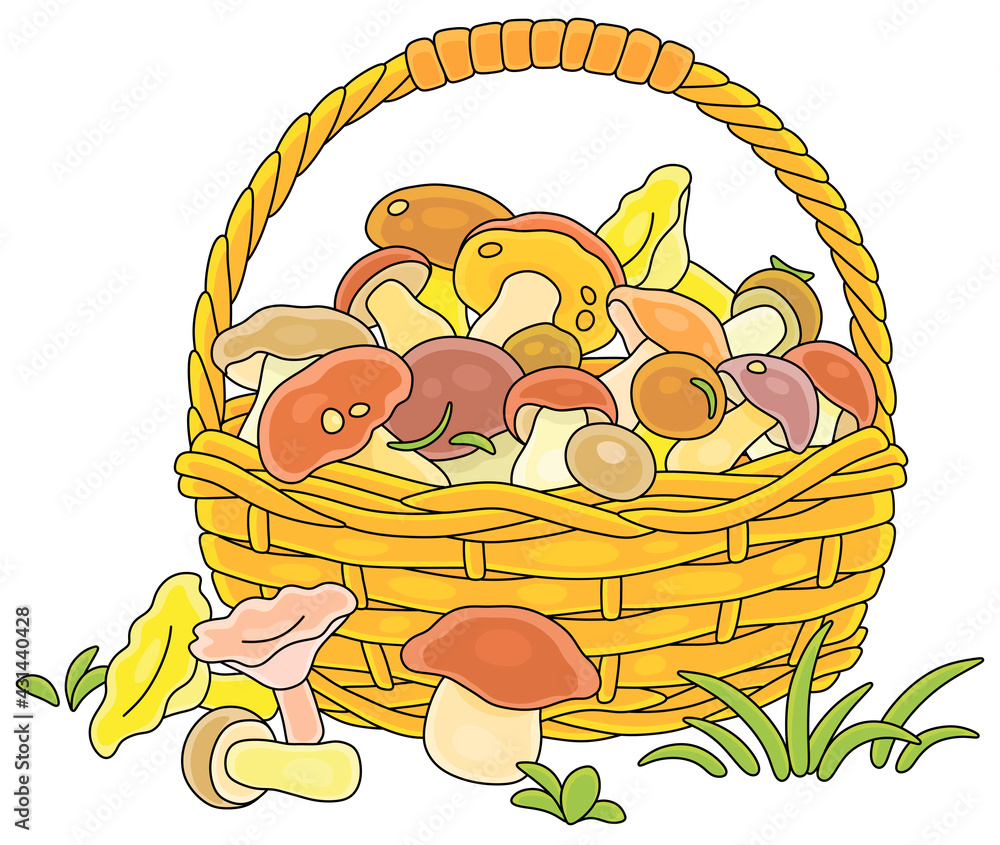 Big wicker basket full of picked wild forest edible mushrooms, vector cartoon illustration isolated on a white background