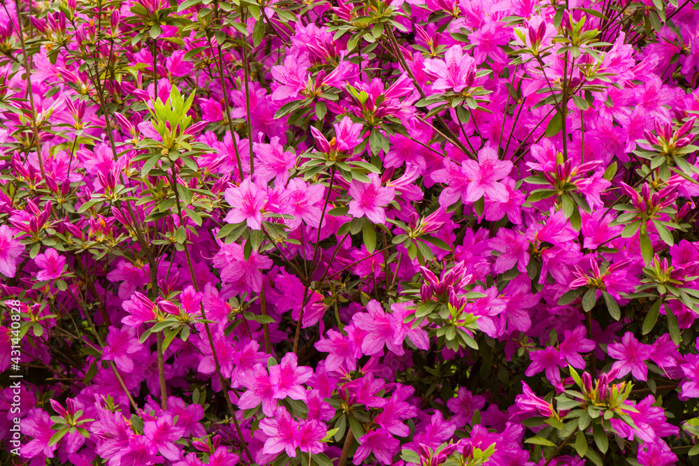 Blooming Azalea flowers, pink and purple flowers in spring, beauty in nature