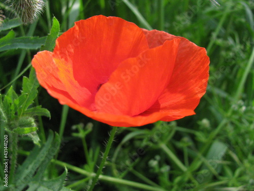 coquelicot