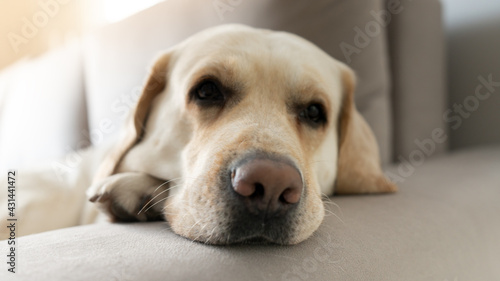 Close-up portrait of a sad Labrador dog lying on the sofa with its paw under its head