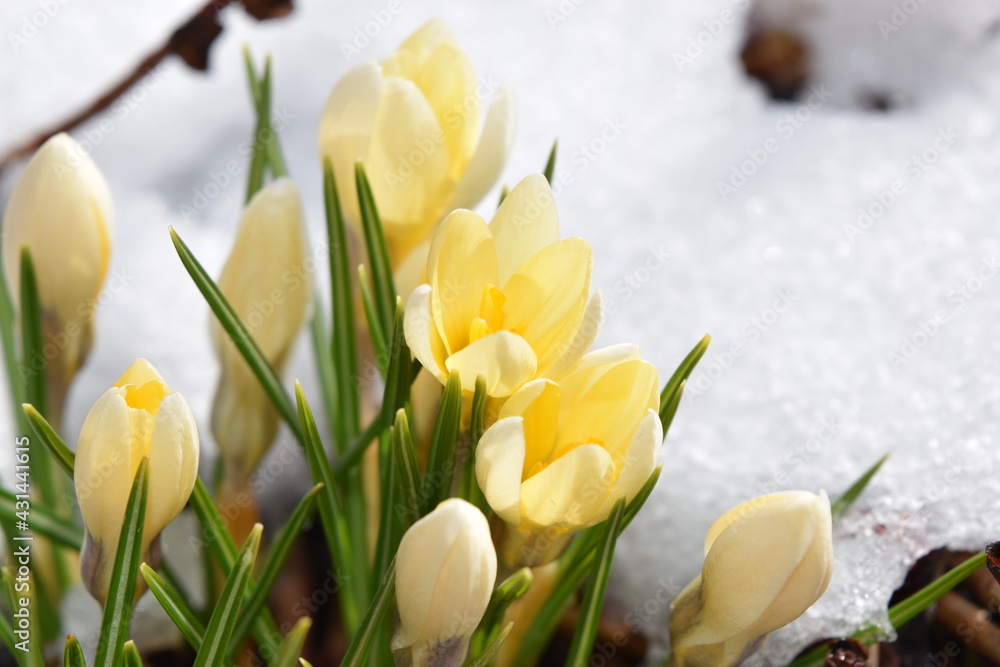beautiful yellow crocuses on a natural snowy background close-up beautiful yellow crocuses on a natural snowy background close-up