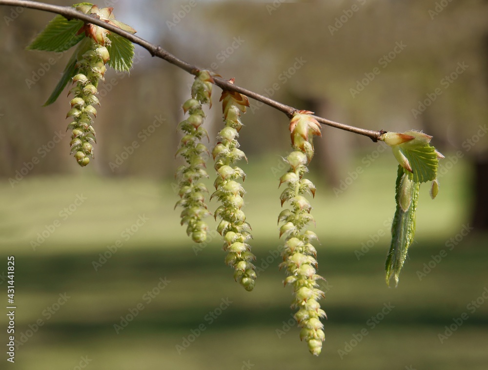Fototapeta premium twig of Carpinus betulus - Hornbeam tree with blooming catkins - 