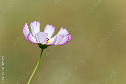 pink and white flower