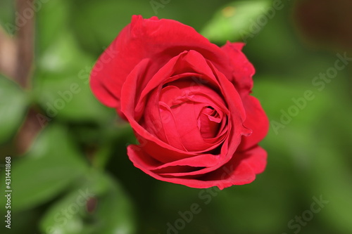 Close-up top view of beautiful one red  rose flower  blossoming  on the rose plant in the rose garden . concept for organic rose farming.