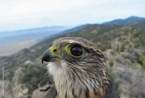 Obraz na płótnie Closeup of a Merlin (Falco columbarius) at the Goshute Mountains, Nevada