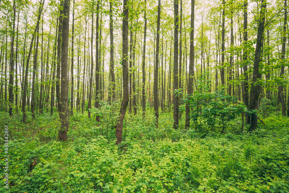 Fresh Spring Green Leaves Lush In Deciduous Forest. European Nature Fresh Spring Green Leaves Lush In Deciduous Forest. European Nature