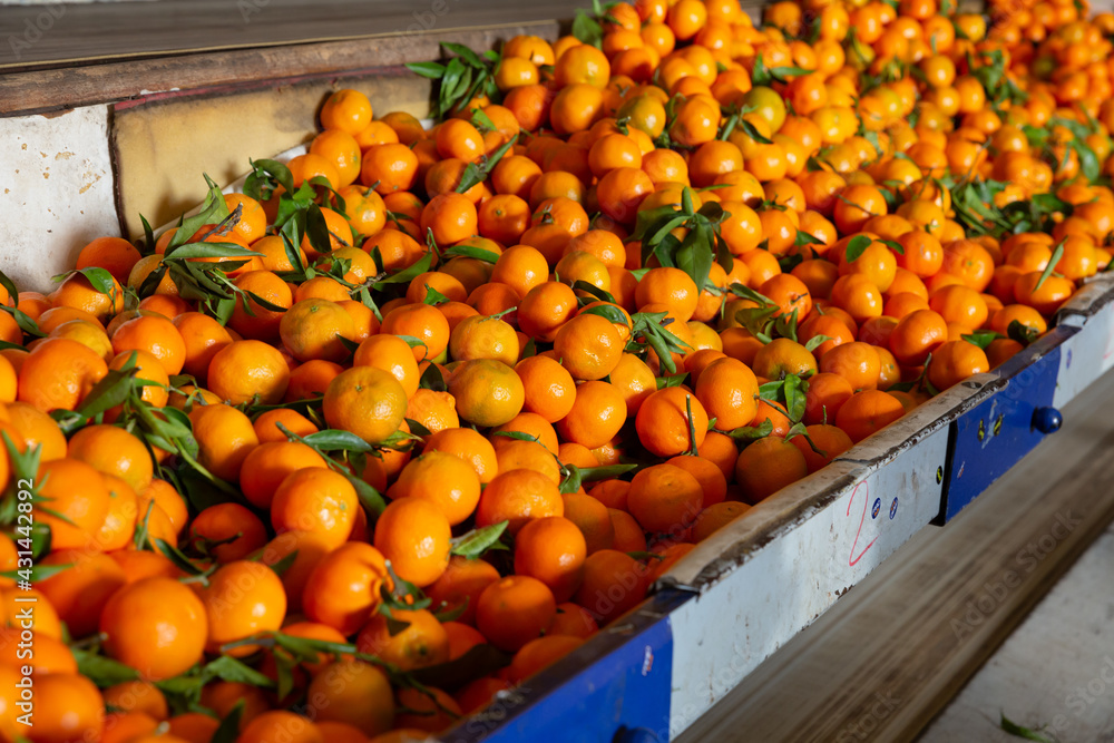 Ripe tangerines on a fruit sorting production line. High quality photo