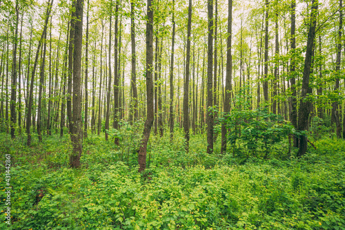 Fresh Spring Green Leaves Lush In Deciduous Forest. European Nature