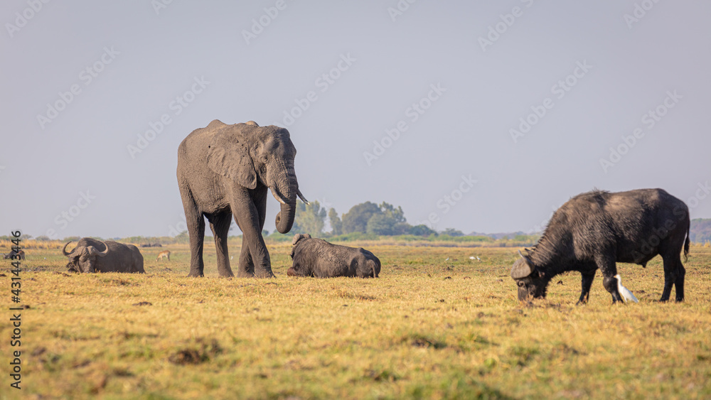 Solitaire African Elephant (Loxodonta africana) amidst grazing and ruminating Cape Buffalo's (Syncerus caffer)
