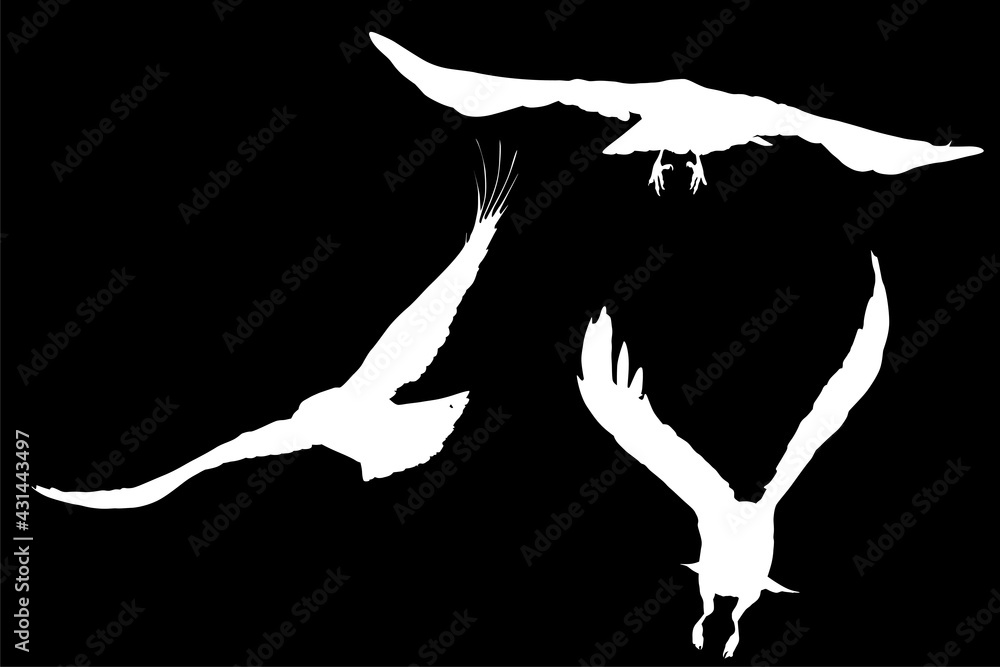 Fototapeta premium group of three crow white silhouettes on black
