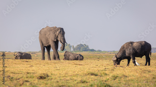 Solitaire African Elephant  Loxodonta africana  amidst grazing and ruminating Cape Buffalo s  Syncerus caffer  