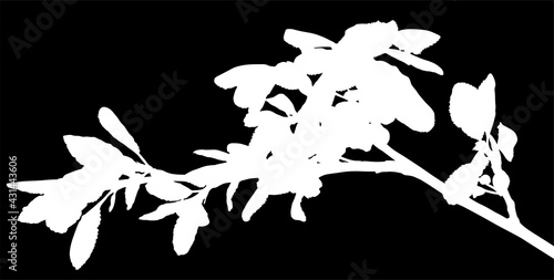 plum tree branch isolated white silhouette