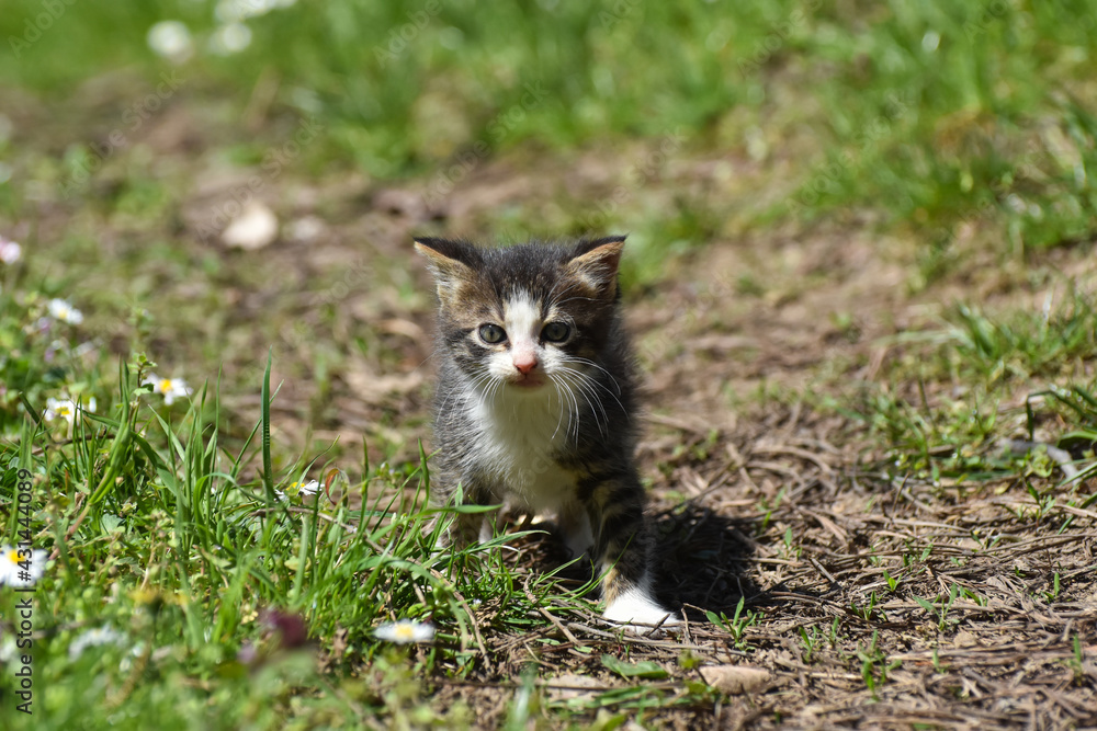 Adorable striped kitten play on the flower lawn. Little kitty with daisy flowers on spring meadow 