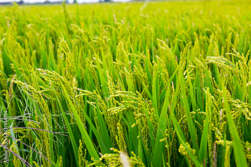 Image of field of green rice on a summer day, nobody