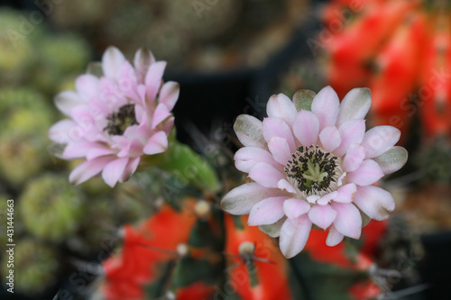 Blooming light pink flower of cactus are very beautiful. It is native plant grown up in desert area of America continent.