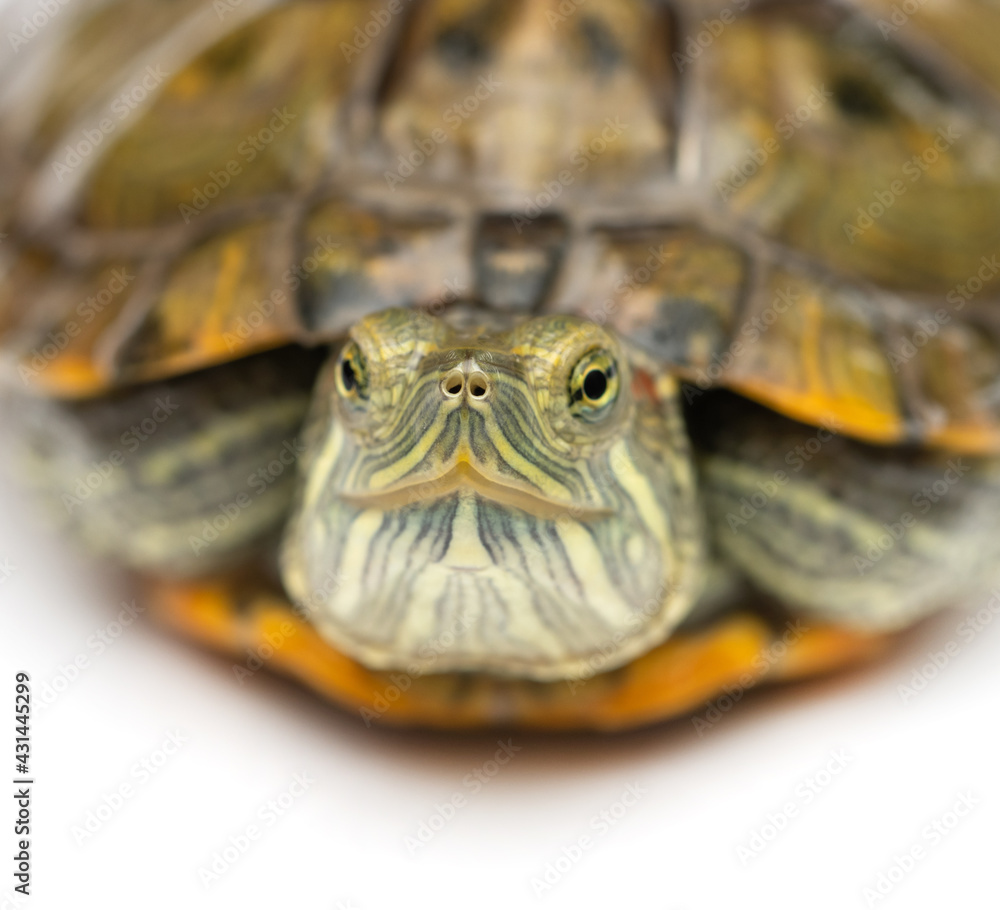 little turtle on a white background little turtle on a white background