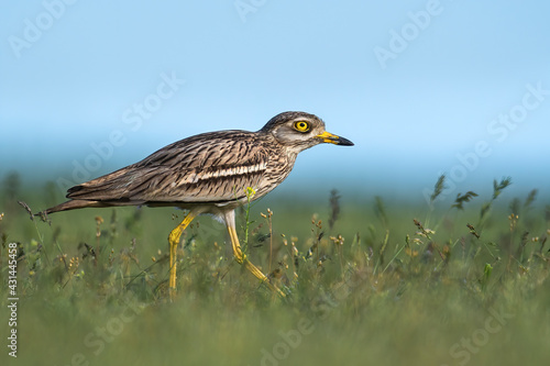 The eurasian Stone-curlew in the grass