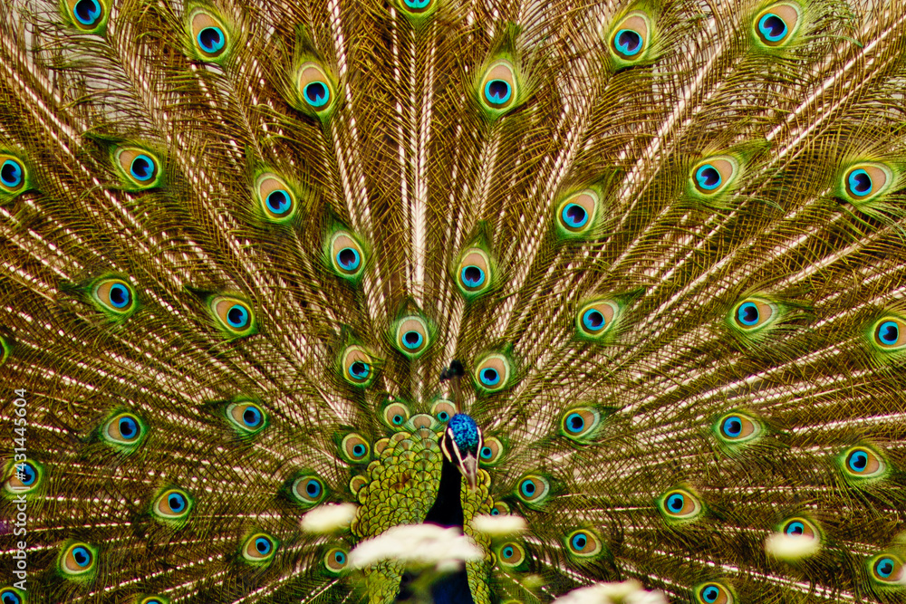 Fototapeta premium Peacock in full color