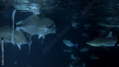 viele verschiedene Fische (Riesen-Stachelmakrele und Haie) werden Nachts mit Fischresten gefüttert	 photo