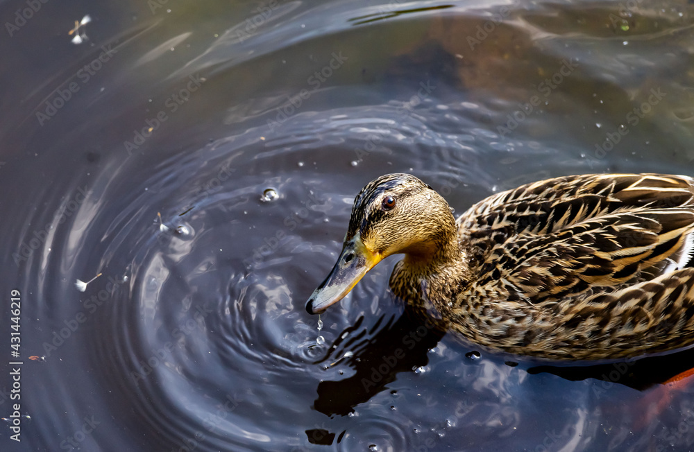 Ente
