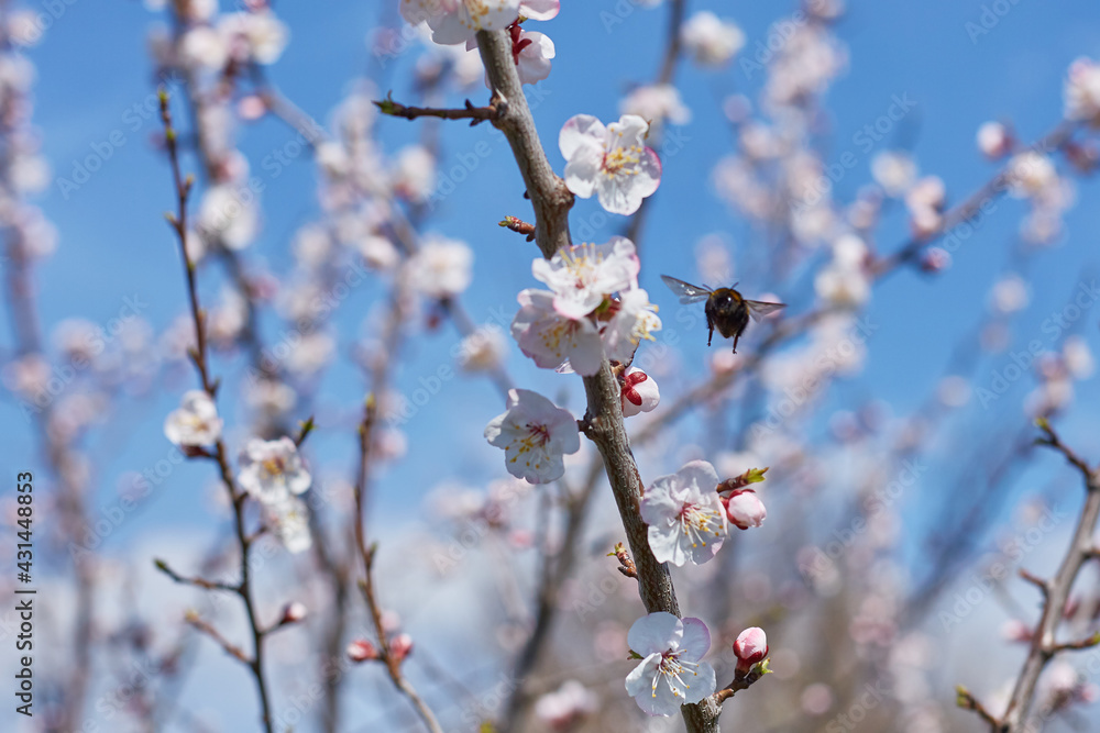 blooming apricot in the spring, the bee collects nectar from the flowers blooming apricot in the spring, the bee collects nectar from the flowers