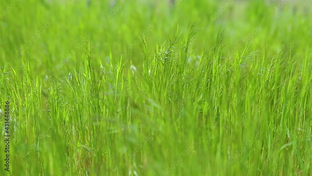 Green grass meadow rustling in the wind slow motion Green grass meadow rustling in the wind slow motion