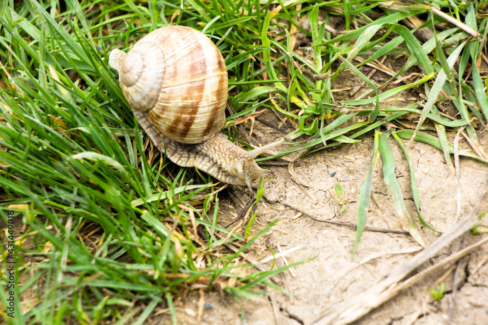 Snail ravlik crawls on the grass ground from its own house on its back Snail ravlik crawls on the grass ground from its own house on its back