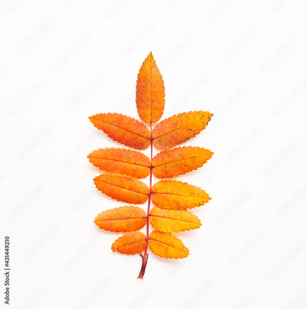 Orange fallen autumn leaf on a white background, autumn leaves from trees, top view Orange fallen autumn leaf on a white background, autumn leaves from trees, top view