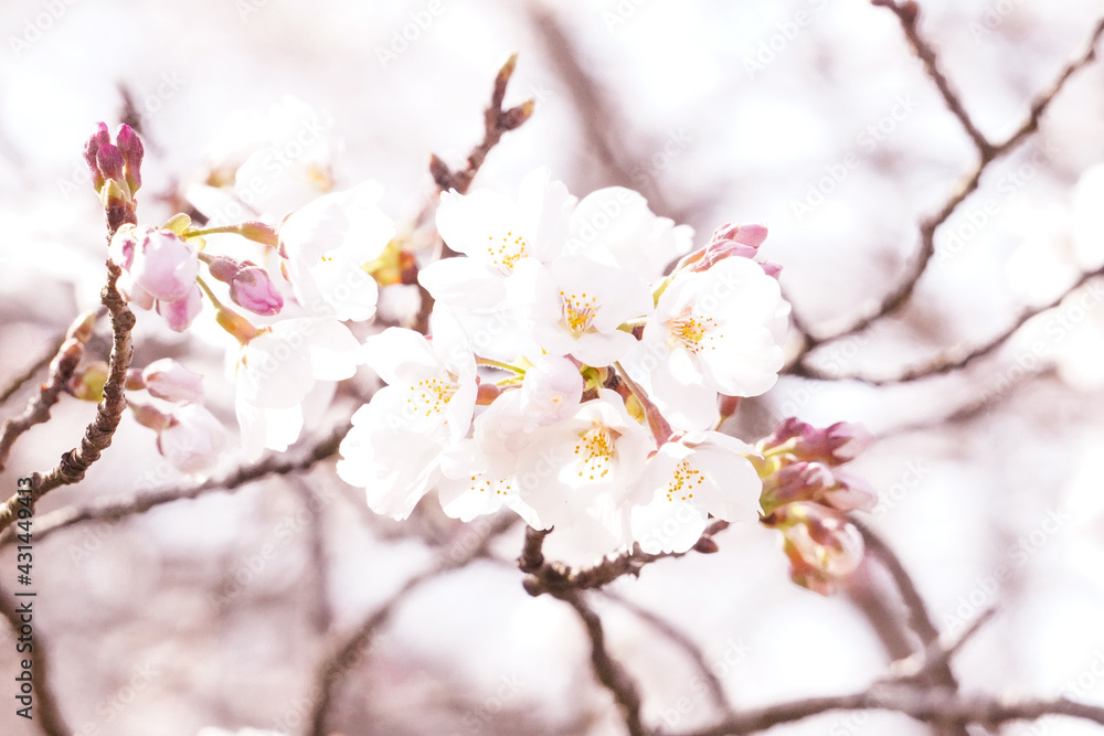満開の桜のクローズアップ/Close up of cherry blossoms