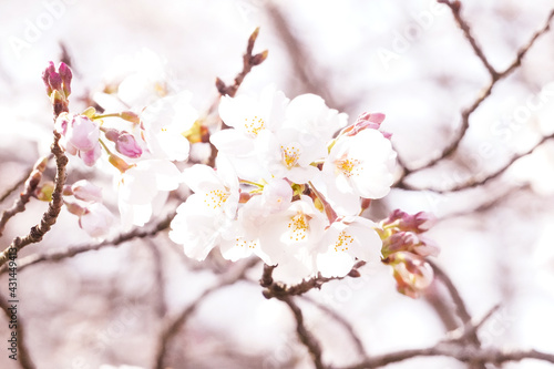 満開の桜のクローズアップ/Close up of cherry blossoms © Julie