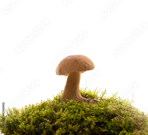 Wild forest porcini mushrooms in green forest moss isolated on a white background
