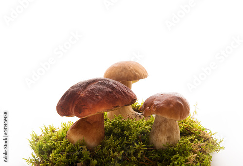 Wild forest porcini mushrooms in green forest moss isolated on a white background, natural food