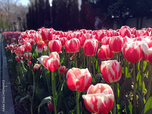 Spring in the Crimea. Wildlife Crimean flowers photo