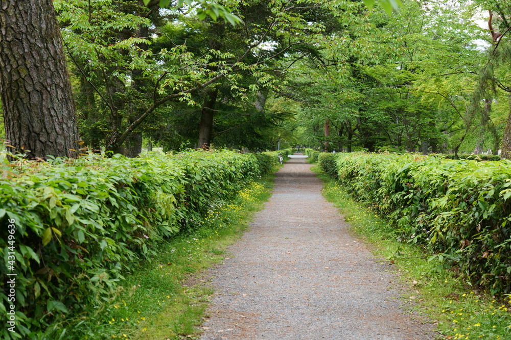 Fototapeta premium 舗装された道