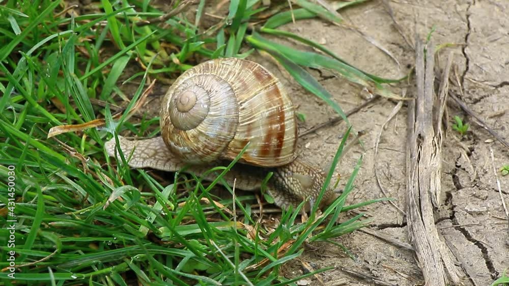 Snail ravlik crawls on the grass ground from its own house on its back Snail ravlik crawls on the grass ground from its own house on its back