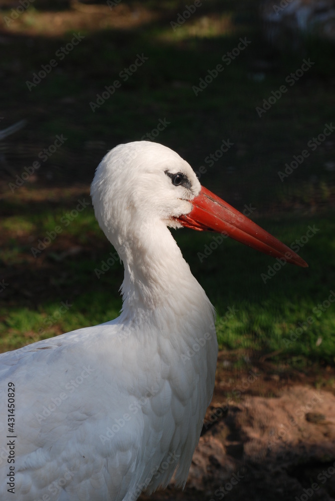 Fototapeta premium cigogne