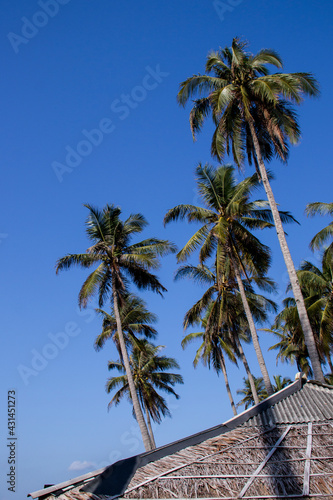 Coconut Tree at Sawarna Beach