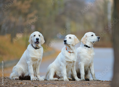 Obraz na płótnie Cute young golden retriever dogs w salonie