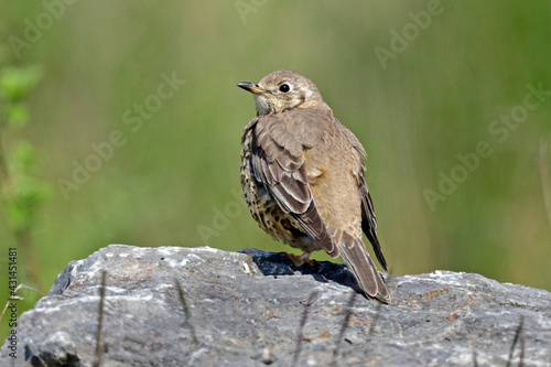 Mistle thrush // Misteldrossel (Turdus viscivorus) photo