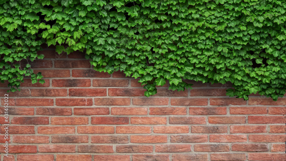 ivy plant on a red brick wall - obrazy, fototapety, plakaty 