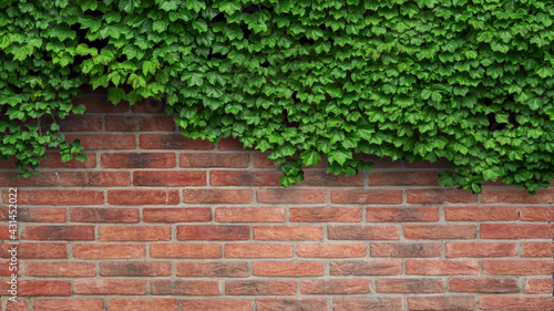 ivy plant on a red brick wall © bahadirbermekphoto