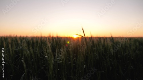 A field of ripening wheat in morning at sunrise. Spikelets of wheat with grain shakes wind. Grain harvest ripens in summer at dawn of sun. Agricultural business concept. Environmentally friendly wheat
