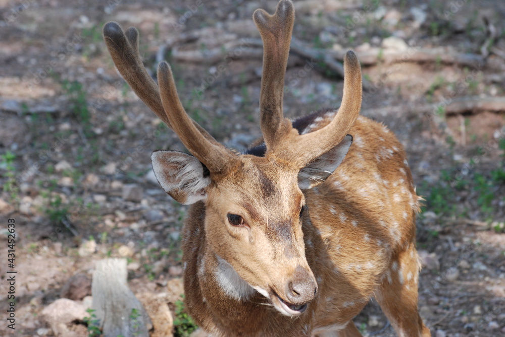 Fototapeta premium cerf